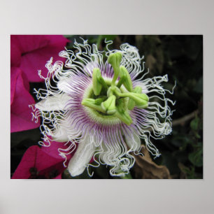 KENYA Macro Passion Blume Poster