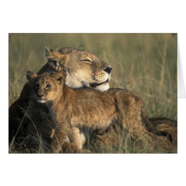 Kenya, Masai Mara Game Reserve, Lioness (Devant horizontal)