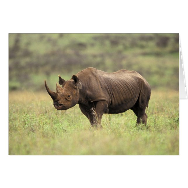Kenya, Nairobi National Park. Rhinoceros noirs (Devant horizontal)
