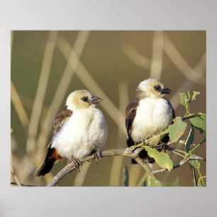 Kenya, Samburu National Reserve Poster