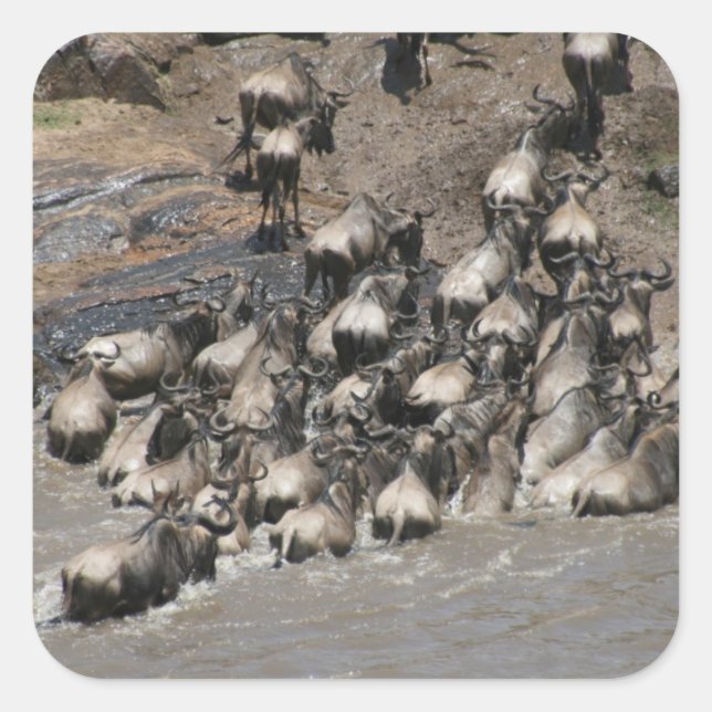 Kenya Wildbee Quadratischer Aufkleber (Vorderseite)