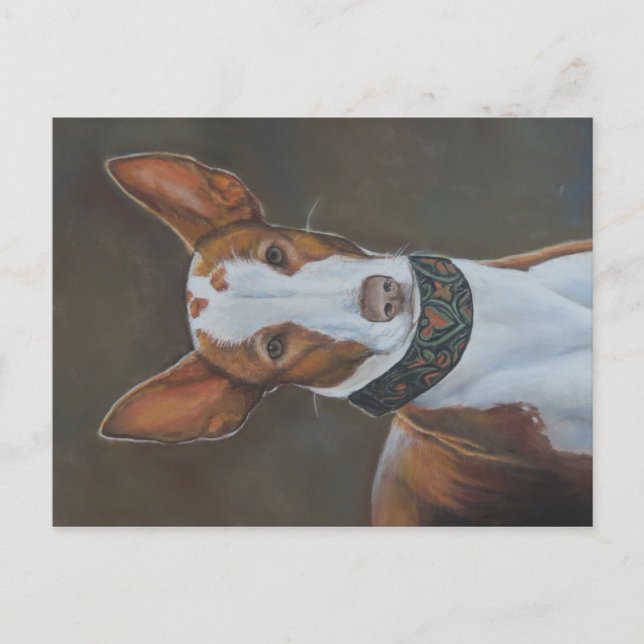 Kenzie Der Hund von Ibizan Postkarte (Vorderseite)