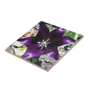Keramik "ÄGGPLANFARBENER TULIP" Fliese