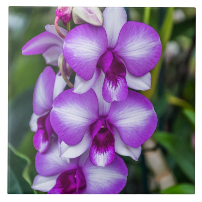 Keramik aus weißer und lila Orchidee Fliese (Vorderseite)