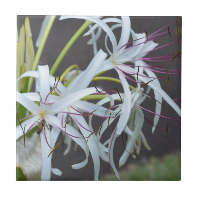 Keramik mit Blumenfragrance Fliese (Vorderseite)