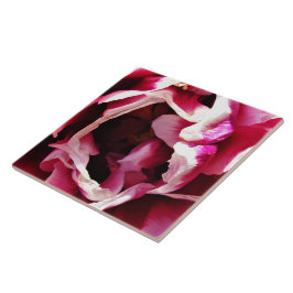 Keramik Rosa und Weiß Rose Fliese