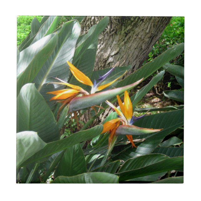 Keramik Tile-Bird des Paradieses Fliese (Vorderseite)
