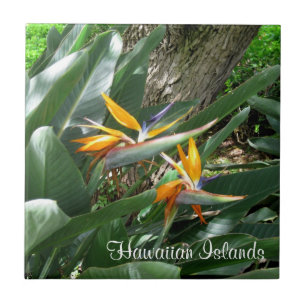 Keramik Tile-Bird des Paradieses Fliese
