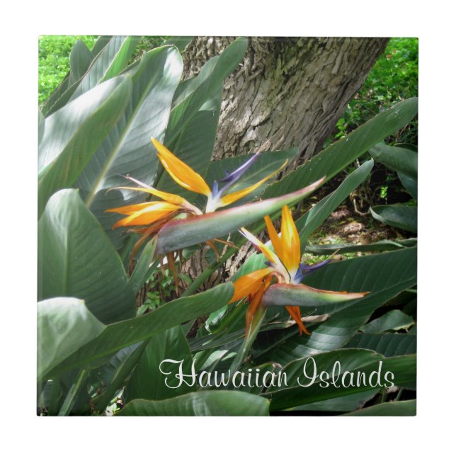 Keramik Tile-Bird des Paradieses Fliese (Vorderseite)