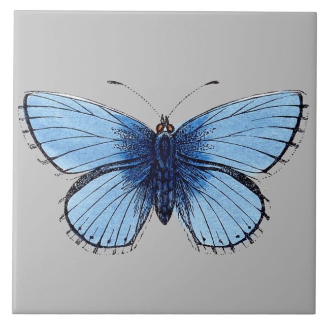 Keramik Tile - Blauer Schmetterling Grau Fliese (Vorderseite)