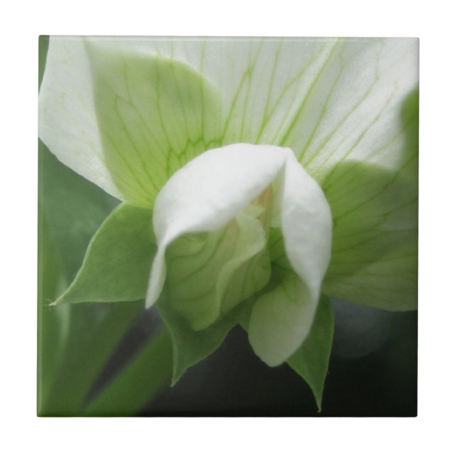 Keramik Tile Green White Botanic Fliese (Vorderseite)