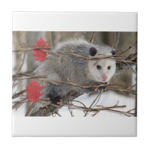 Keramik Tile Opossum-Natur Fliese