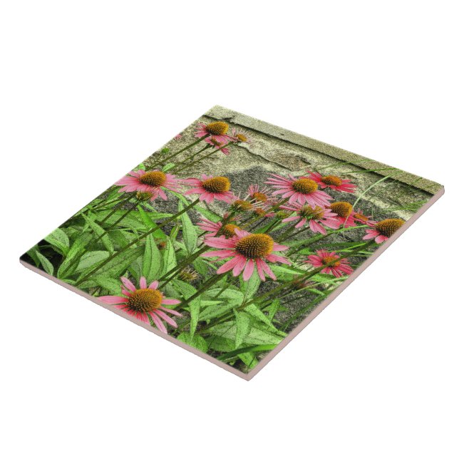 KERAMIK TILE/PINK KONEFLOWEREN GEGEN STEINWAND FLIESE (Seite)