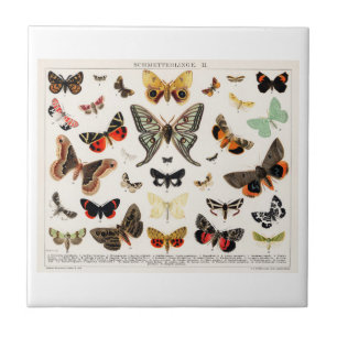 KERAMIKFLIESE: ANTIKER SCHMETTERLING MOTTE LITHOG FLIESE