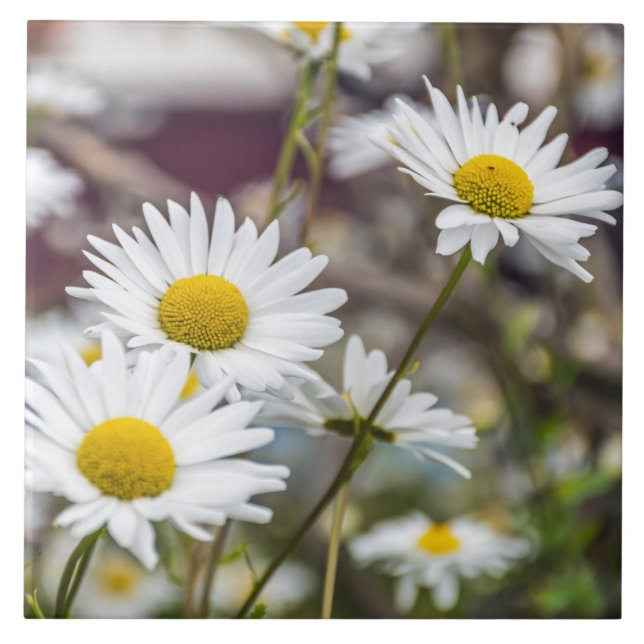 Keramikfliese der weißen Gänseblümchen (Vorderseite)