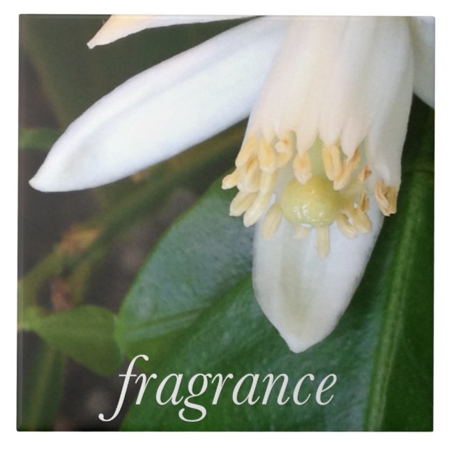 Keramikfliese "Fragrance" - DesignDElia (Vorderseite)