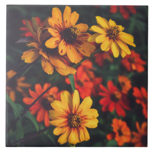 Keramikfliese Gelb Orange Gänseblume Blumen Botani