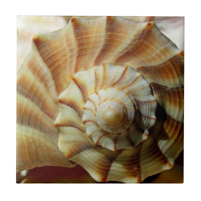 Keramikfliese im Quadrat mit Lightning Whelk (Vorderseite)