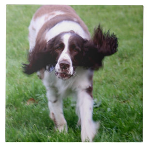 Keramikfliese mit einem Foto eines Spanielbetriebs