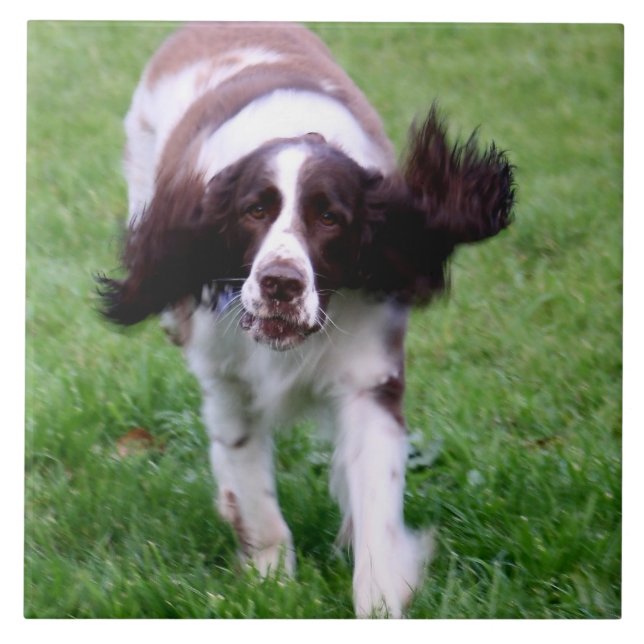 Keramikfliese mit einem Foto eines Spanielbetriebs (Vorderseite)