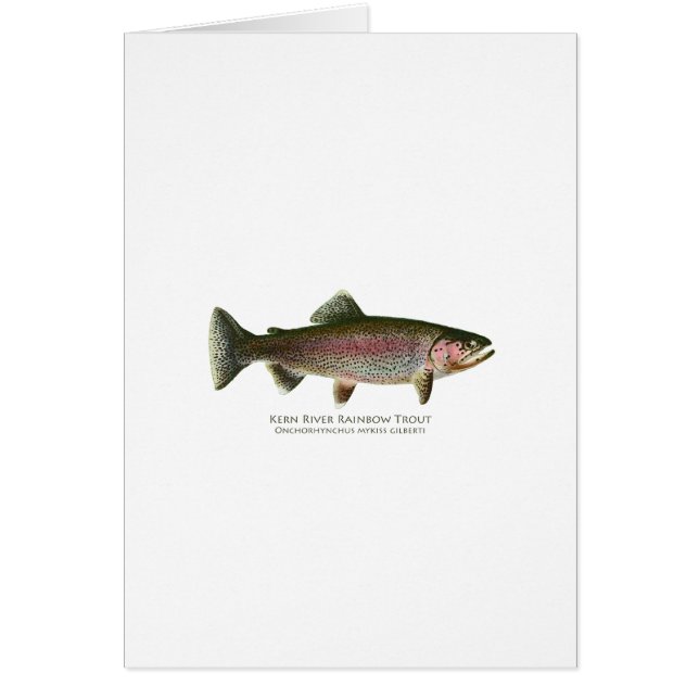 Kern-Fluss-Regenbogenforelle (Vorne)