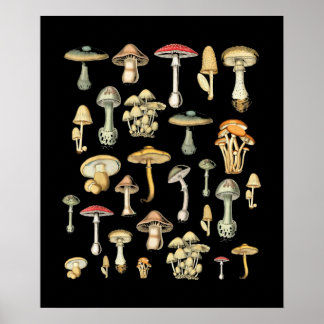 Kernästhetisches Pilz Poster