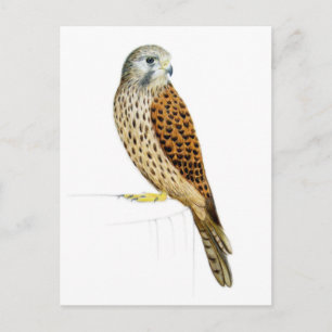 Kestrel 2011 postkarte