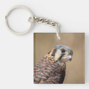 Kestrel américain