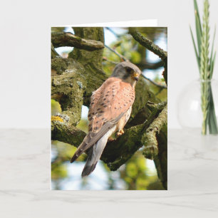 Kestrel auf Nachtwacheraum-Grußkarte Karte