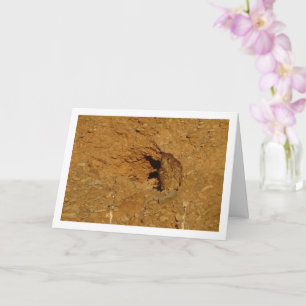 Kestrel Bird, Falco Tinnunculus Card Karte