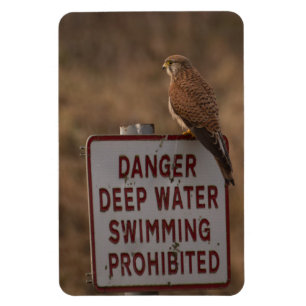 Kestrel Magnet