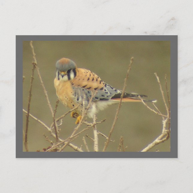 Kestrel Postcard Postkarte (Vorderseite)