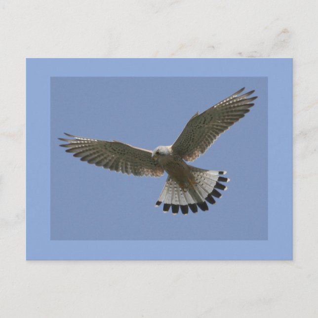 Kestrel Postkarte (Vorderseite)