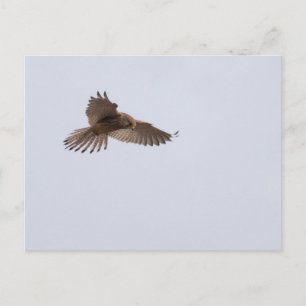 Kestrel Postkarte