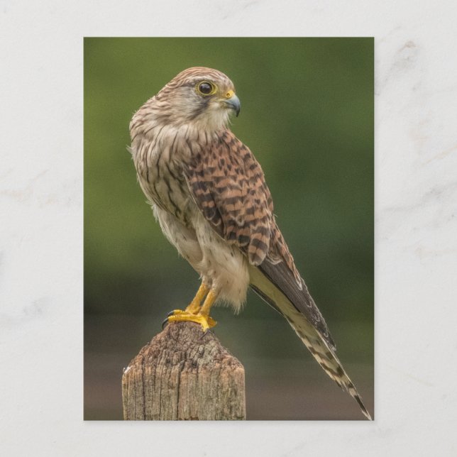 Kestrel Postkarte (Vorderseite)