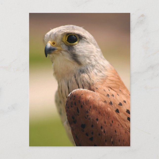 Kestrel Postkarte (Vorderseite)