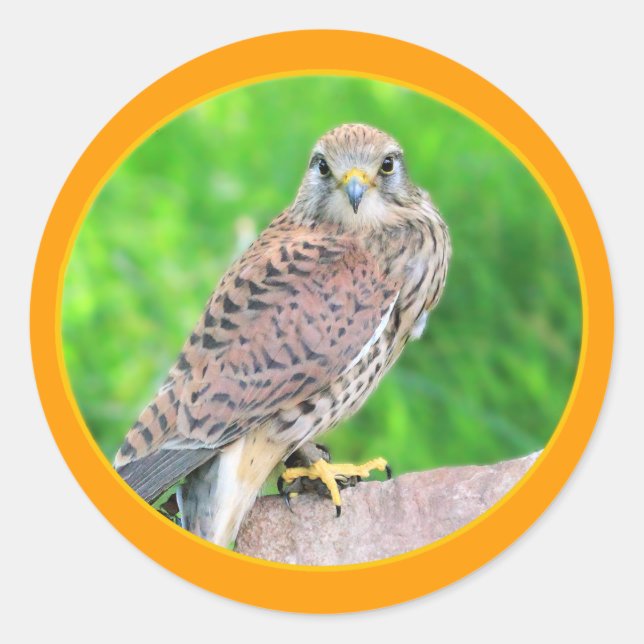 Kestrel Sticker (Vorderseite)