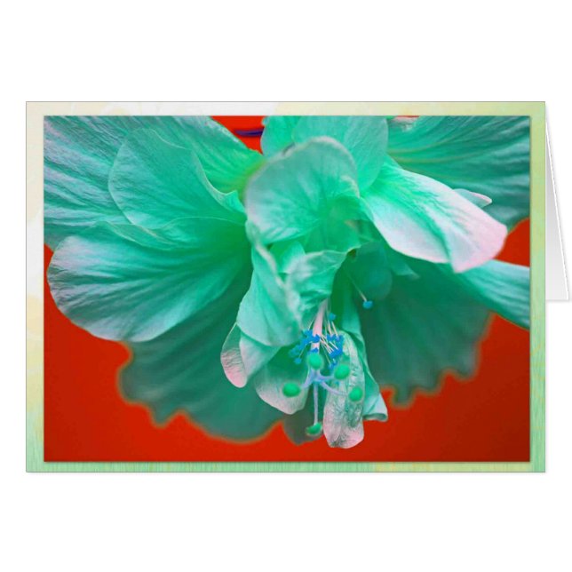 Ketmie bleue (Devant horizontal)