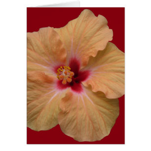 Ketmie couleur pêche