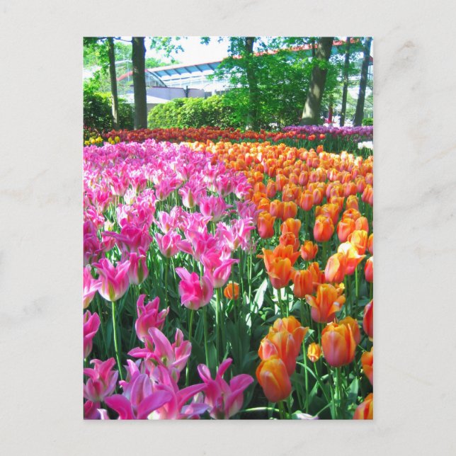 Keukenhof garden - Holland Postkarte (Vorderseite)