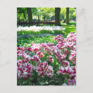 Keukenhof garden - Holland Postkarte