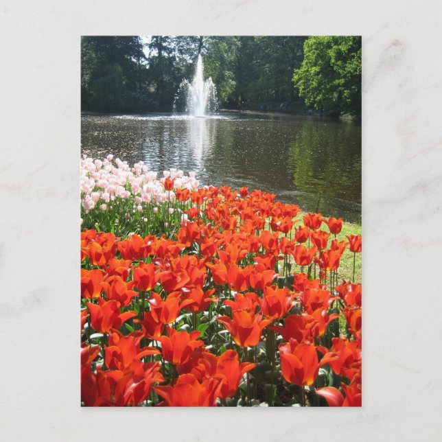 Keukenhof garden - Holland Postkarte (Vorderseite)