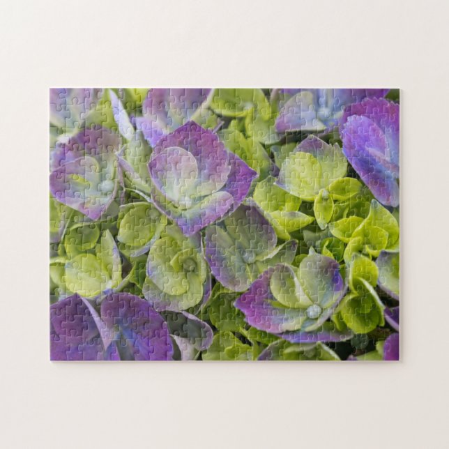 Keukenhof Garden Hydrangea (Horizontal)