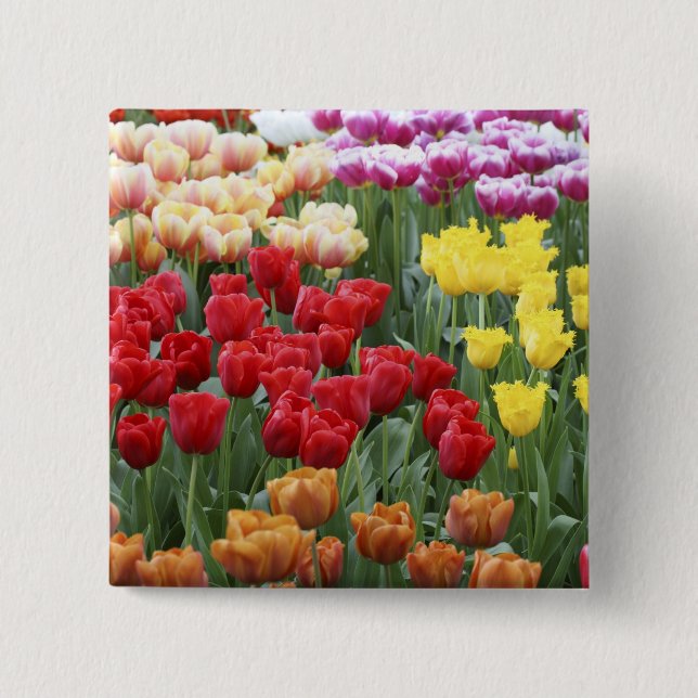 Keukenhof Gardens, Holland, spezialisiert auf 2 Button (Vorderseite)