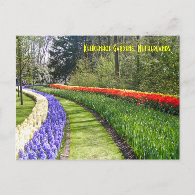 Keukenhof Gardens, Niederlande Postkarte (Vorderseite)