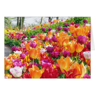 KEUKENHOF GÄRTEN