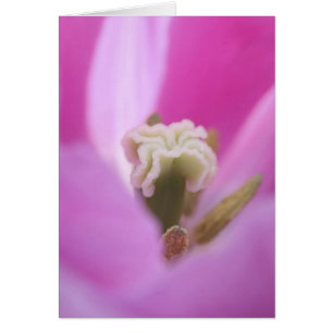 Keukenhof-Gärten, Holland, spezialisiert sich auf 