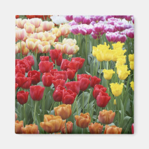 Keukenhof-Gärten, Holland, spezialisiert sich auf Magnet