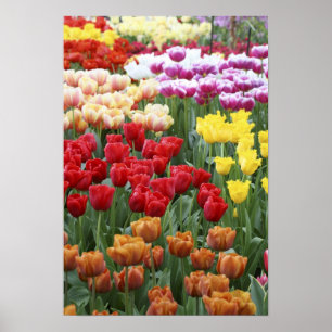 Keukenhof-Gärten, Holland, spezialisiert sich auf Poster