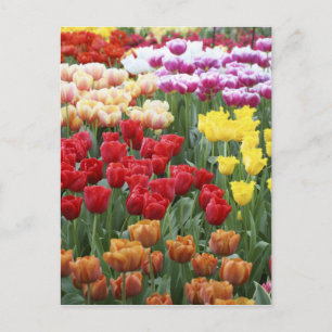 Keukenhof-Gärten, Holland, spezialisiert sich auf Postkarte